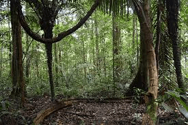 Rainforest