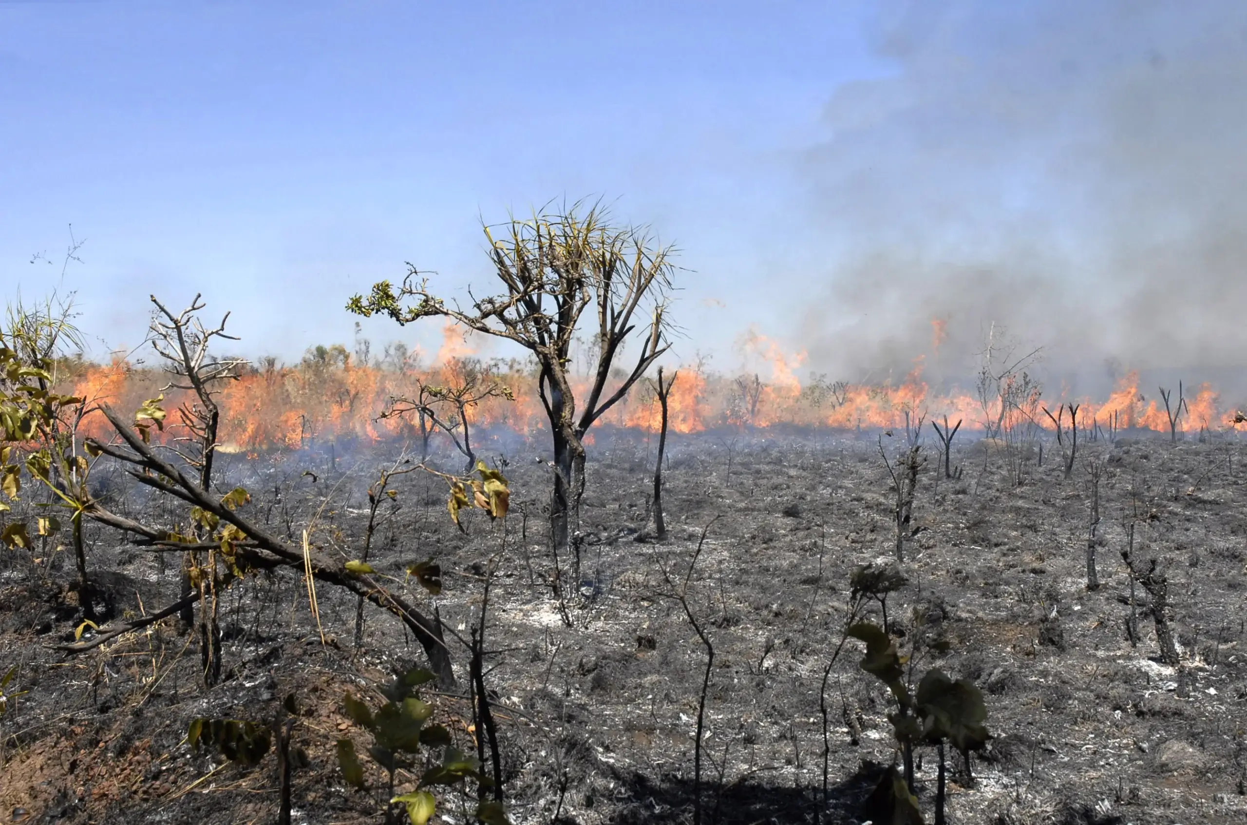 Brazil Creates New National Climate Authority