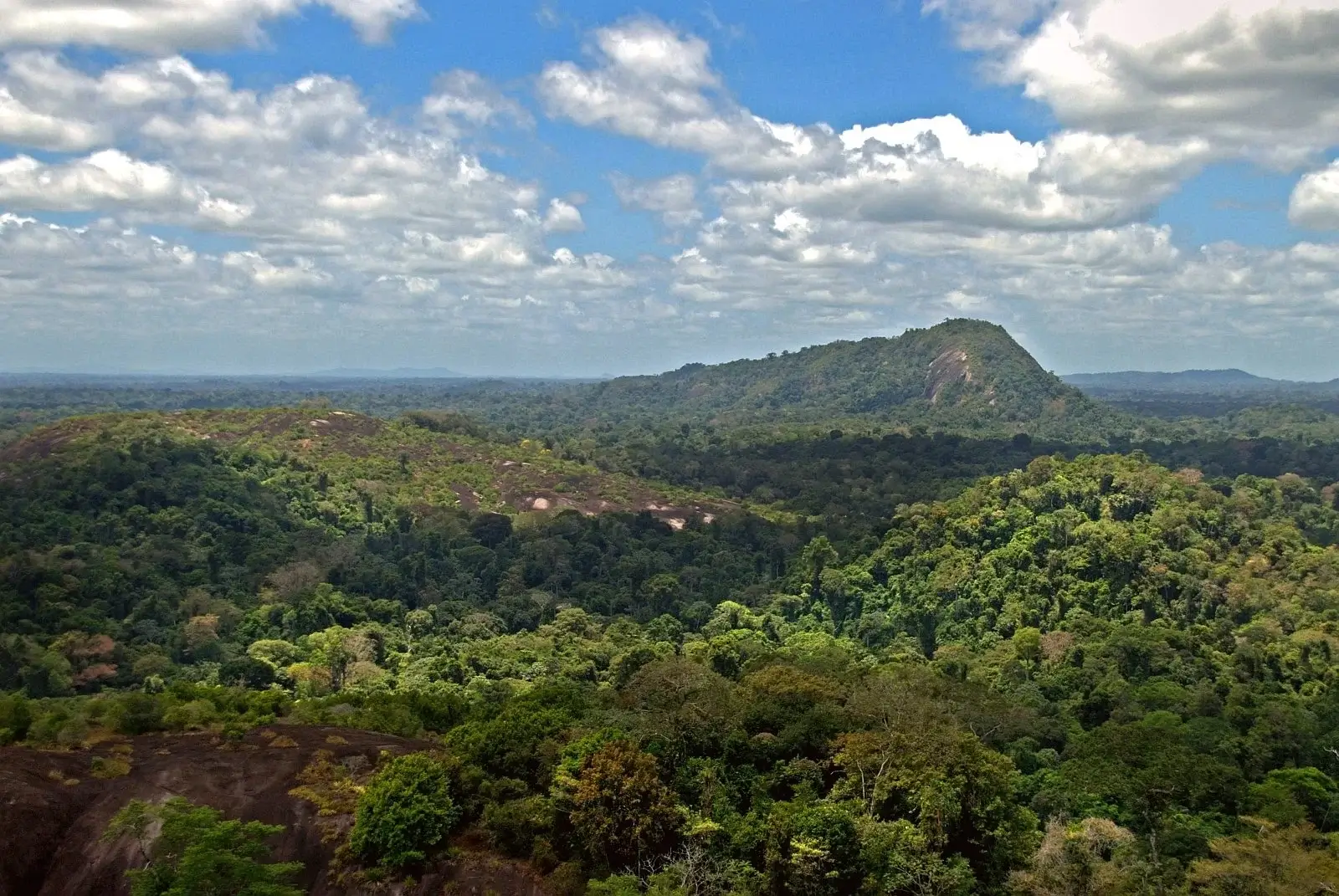 A Pristine Paradise: Suriname’s Untouched Rainforest