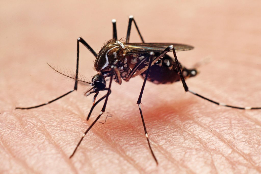 Dnegue Mosquito Brazil