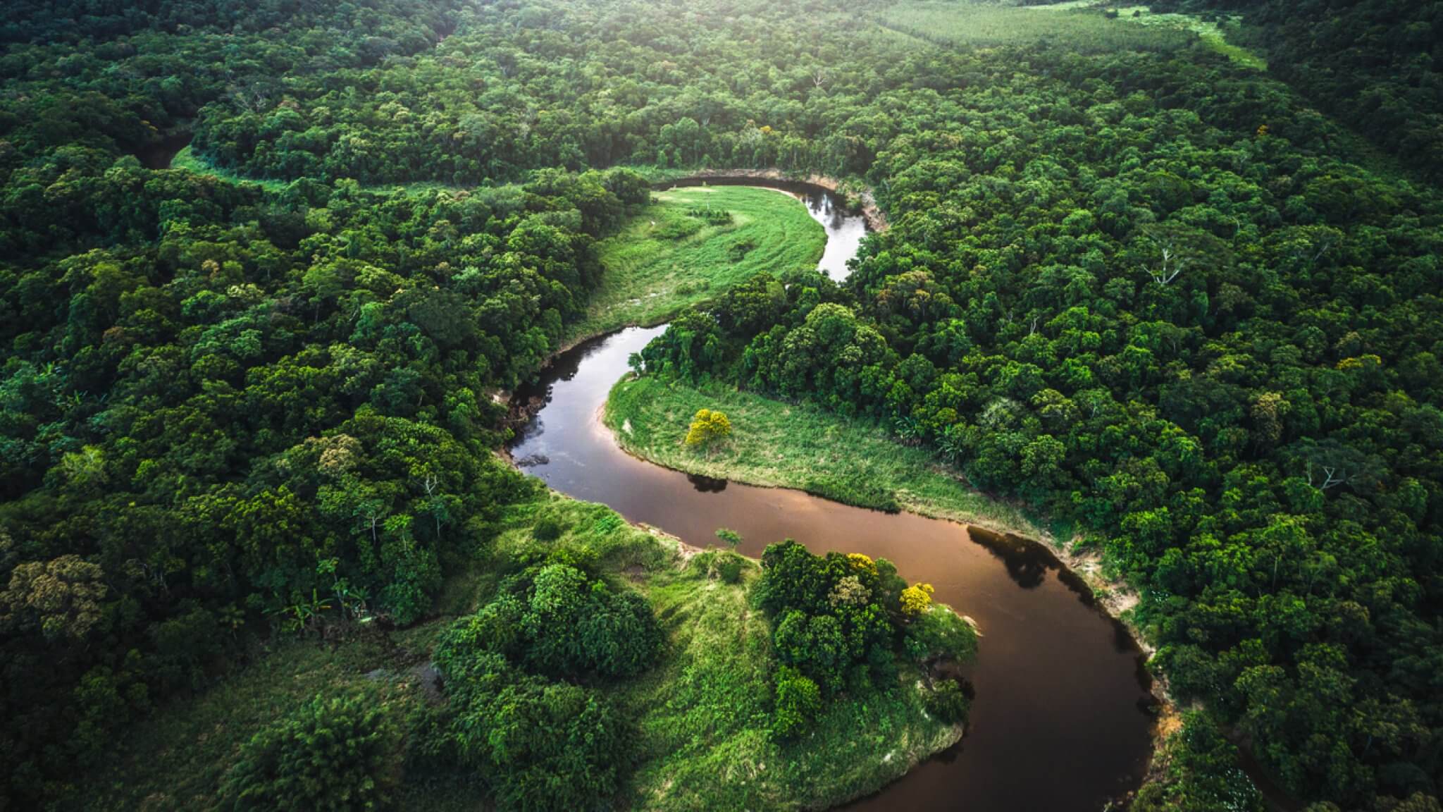 Amazone Regenwoud