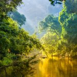 China's voetafdruk in ons Amazone-regenwoud