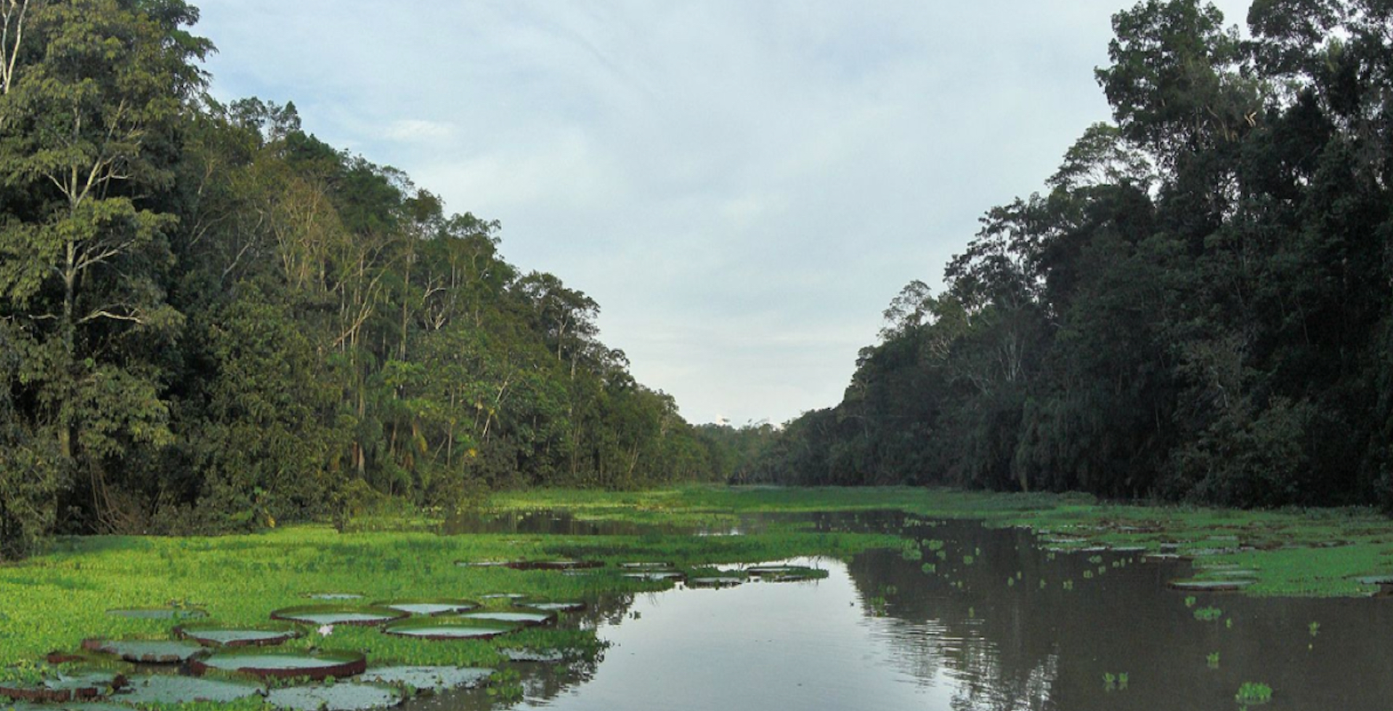 Funds for Sustainable living in Suriname Forest